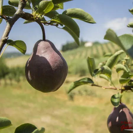 Il Vecchio Gelso - Agriturismo Rimini Lantgård Montefiore Conca