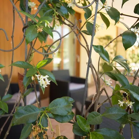 Lantgård Il Vecchio Gelso - Agriturismo Rimini *