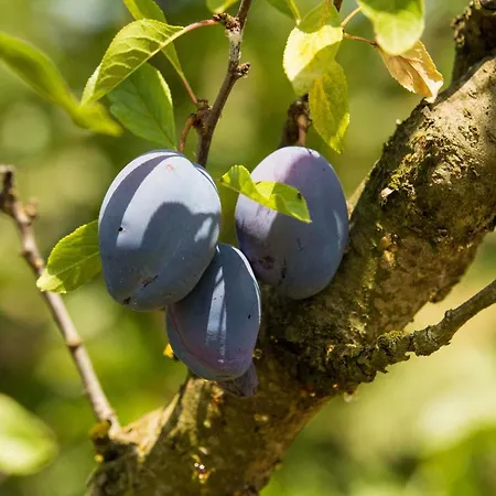 Κατάλυμα σε φάρμα Il Vecchio Gelso - Agriturismo Rimini Montefiore Conca
