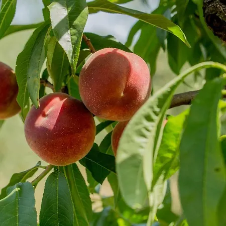 Il Vecchio Gelso - Agriturismo Rimini *
