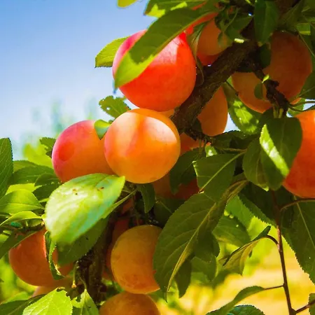 مزرعة للإقامة Il Vecchio Gelso - Agriturismo Rimini *