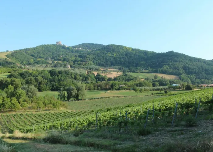 Il Vecchio Gelso - Agriturismo Rimini Alloggio per agriturismo *