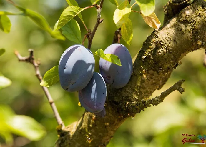 Farm stay Il Vecchio Gelso - Agriturismo Rimini Montefiore Conca