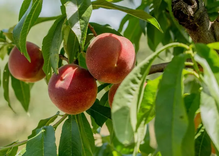 Il Vecchio Gelso - Agriturismo Rimini *