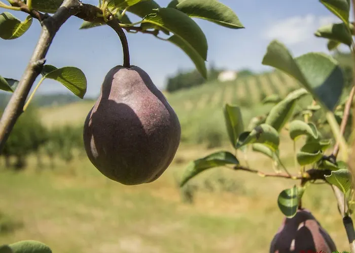 Il Vecchio Gelso - Agriturismo Rimini Alloggio per agriturismo Montefiore Conca