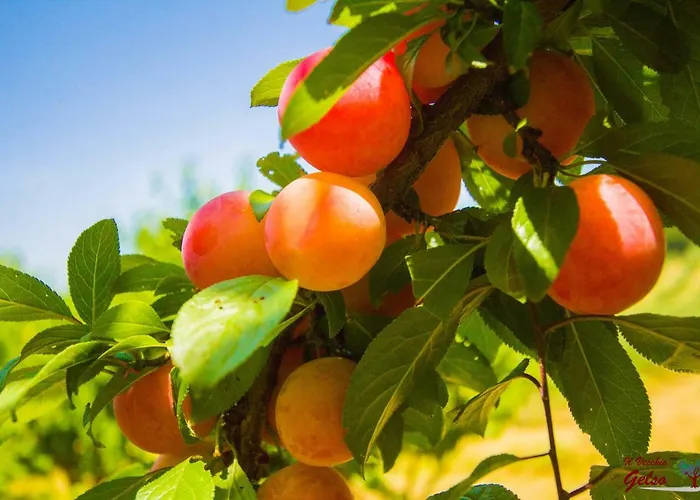 Alloggio per agriturismo Il Vecchio Gelso - Agriturismo Rimini *